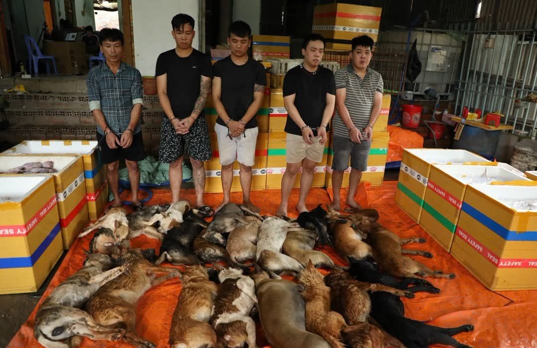 NamiKim_DogsSK's tweet photo. 🆕NEWS FROM #VIETNAM 🇻🇳 

Sharing from Paws for Compassion 
➡️https://t.co/NNjEp4LHhv

🚨HCM CITY POLICE BUST ORGANISED DOG-THEFT RING AND UNCOVER WIDER MEAT DISTRIBUTION NETWORK LINKED TO OVER 10 TONNES OF DOG MEAT

On 19 October, Ho Chi Minh City Police announced the dismantling of an organised dog-theft group and the expansion of an investigation into a wider network purchasing and distributing stolen dog meat across multiple provinces and cities.

During a search of a property in Dong Nai on 8 October, authorities discovered 21 dead dogs, along with 32 slaughtered dogs and 57 slaughtered cats, weighing nearly 900 kg in total.

According to the initial investigation, the group allegedly used cars and electric-shock devices to steal dogs before processing and selling them. Police also identified four regular buyers in Hai Phong, Hung Yen, Ninh Binh and Hanoi. Transaction records showed transfers totalling more than VND 860 million, corresponding to an estimated quantity of over 10 tonnes of dog meat.

On 18 October, authorities announced the prosecution and pre-trial detention of five additional individuals linked to the network. The investigation remains ongoing.

If your pet is stolen or you witness theft, poisoning, or suspicious activity, report it in “Dog and Cat theft in Hoi An and Danang area” and on @fourpawsint Reporting Tool here👉  https://t.co/EQsGfisyHF  

Source and images: Ho Chi Minh City Police Newspaper (Báo Công an TP.HCM) 

#EndDogMeatTrade #EndCatMeatTrade
