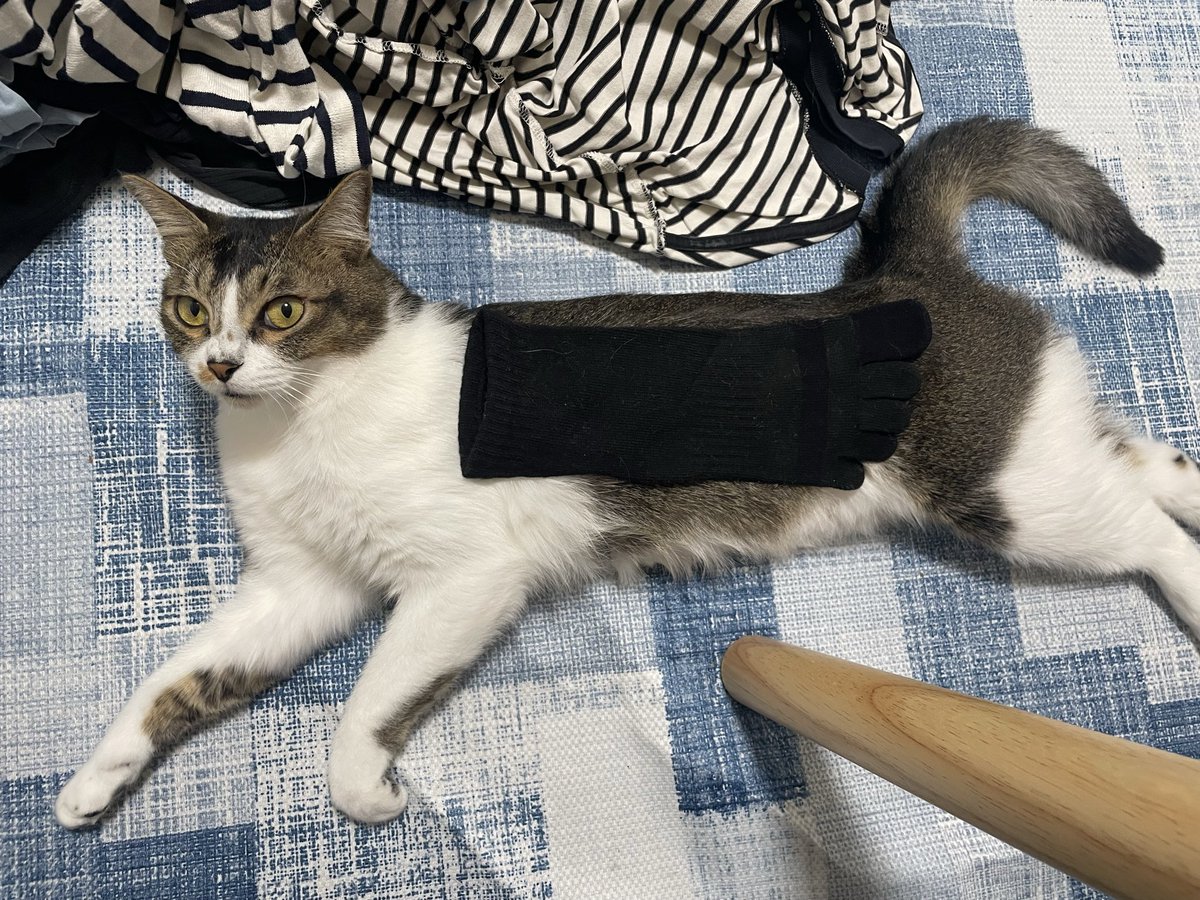 kinsei_ginsei's tweet photo. 銀ちゃんは靴下よりも大きい。
Gin-chan is bigger than a sock. https://t.co/G3oBDm6GUb
