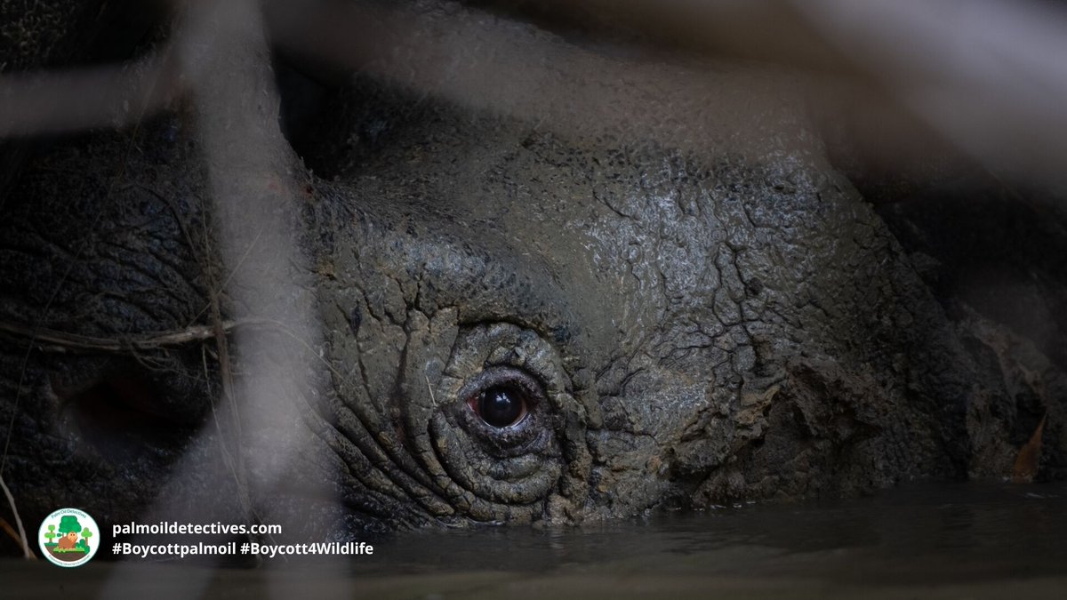 PalmOilDetect's tweet photo. Testimony by arrested #poachers in #Indonesia finds 26 of the remaining 72 #Javan #Rhino 🦏 are still alive 😭 We must scramble to protect these beautiful and unique #animals urgently! #Boycottmeat #BoycottPalmOil #Boycott4Wildlife @palmoildetect https://t.co/lxaaew6w2o https://t.co/zQYsVxuY2D