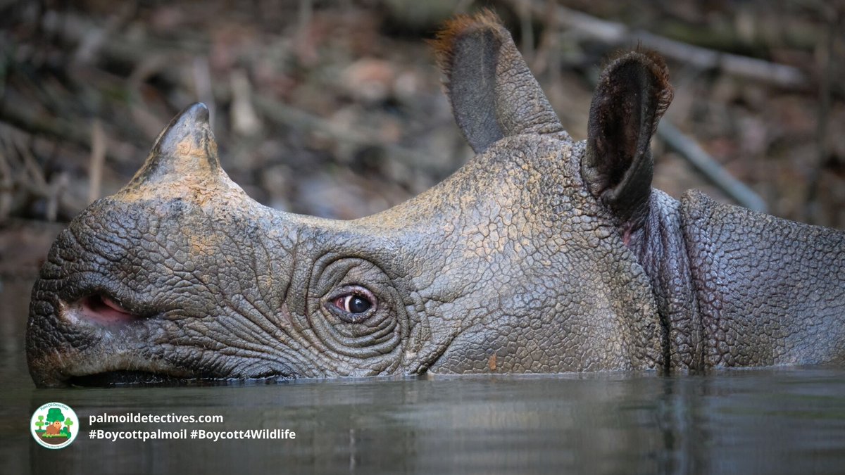 PalmOilDetect's tweet photo. Testimony by arrested #poachers in #Indonesia finds 26 of the remaining 72 #Javan #Rhino 🦏 are still alive 😭 We must scramble to protect these beautiful and unique #animals urgently! #Boycottmeat #BoycottPalmOil #Boycott4Wildlife @palmoildetect https://t.co/lxaaew6w2o https://t.co/zQYsVxuY2D