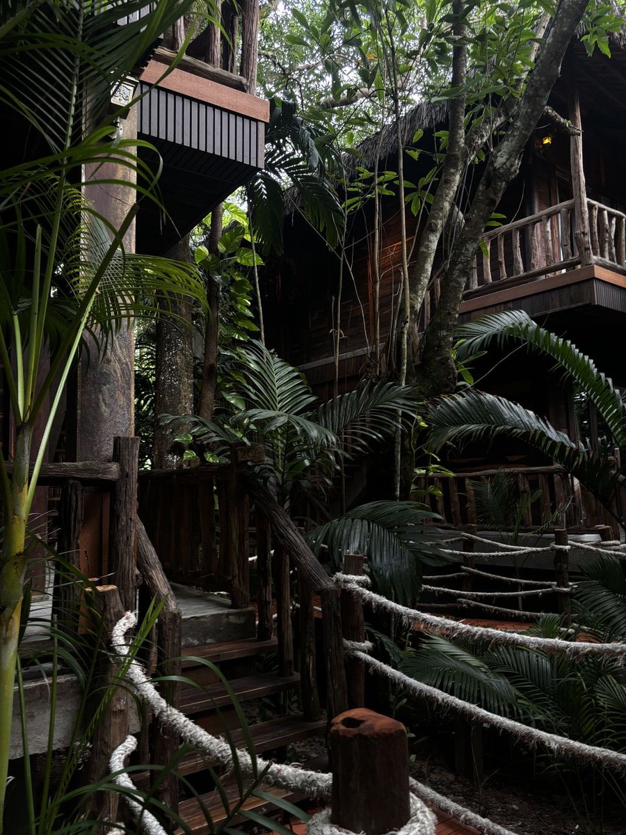 massacrelxne's tweet photo. jungle paradise https://t.co/3ica7kuyz1