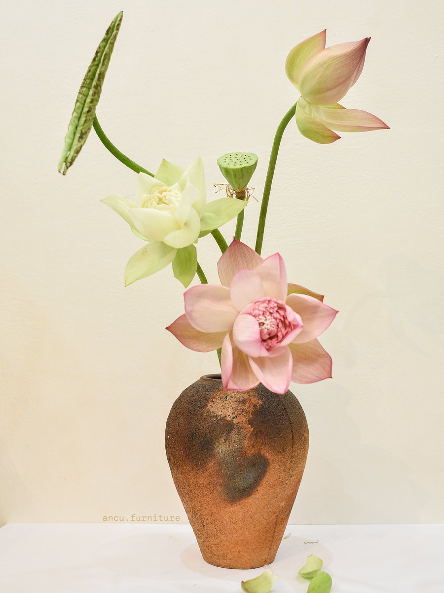 GraysnwRoberofQ's tweet photo. Một bình sen trong nhà, là cả mùa hè an yên trong tầm mắt. Bình gốm giản dị, không cầu kỳ nhưng đủ khiến ta dừng chân. https://t.co/qVoOJG97rb