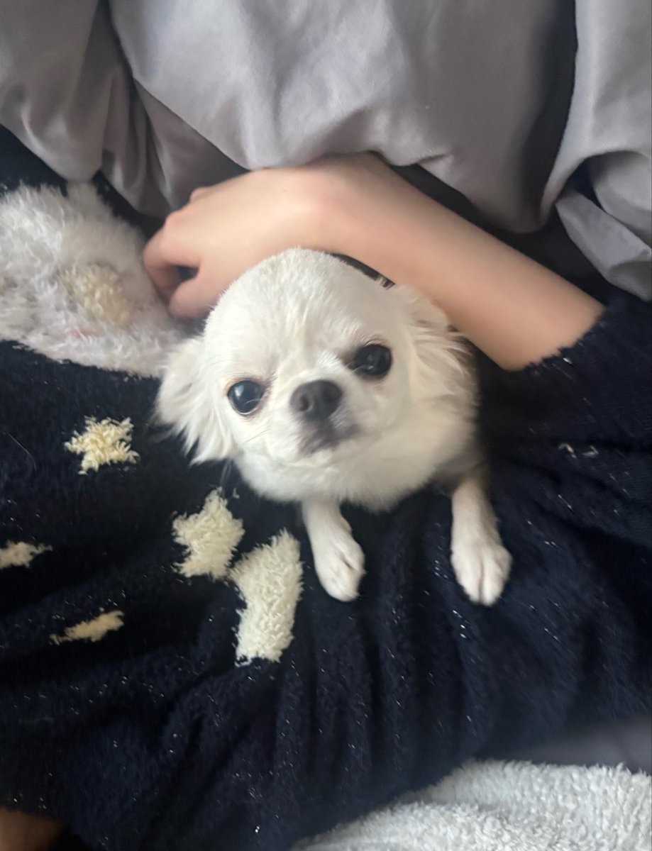 prettys2natalie's tweet photo. かいぬし起きてーー https://t.co/FWTI3tL0FX