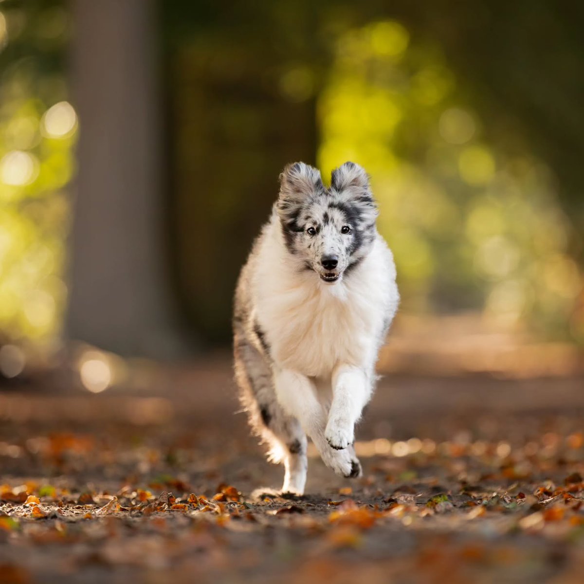 TheChonna's tweet photo. Sezou on the move! Beautiful Sheltie. https://t.co/KoYnB6gUO4