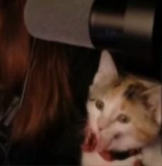 DeadAirTimeLive's tweet photo. @FancyGypsyWooo My cat during a livestream. 😸🎙 https://t.co/YzObYDFT0Y