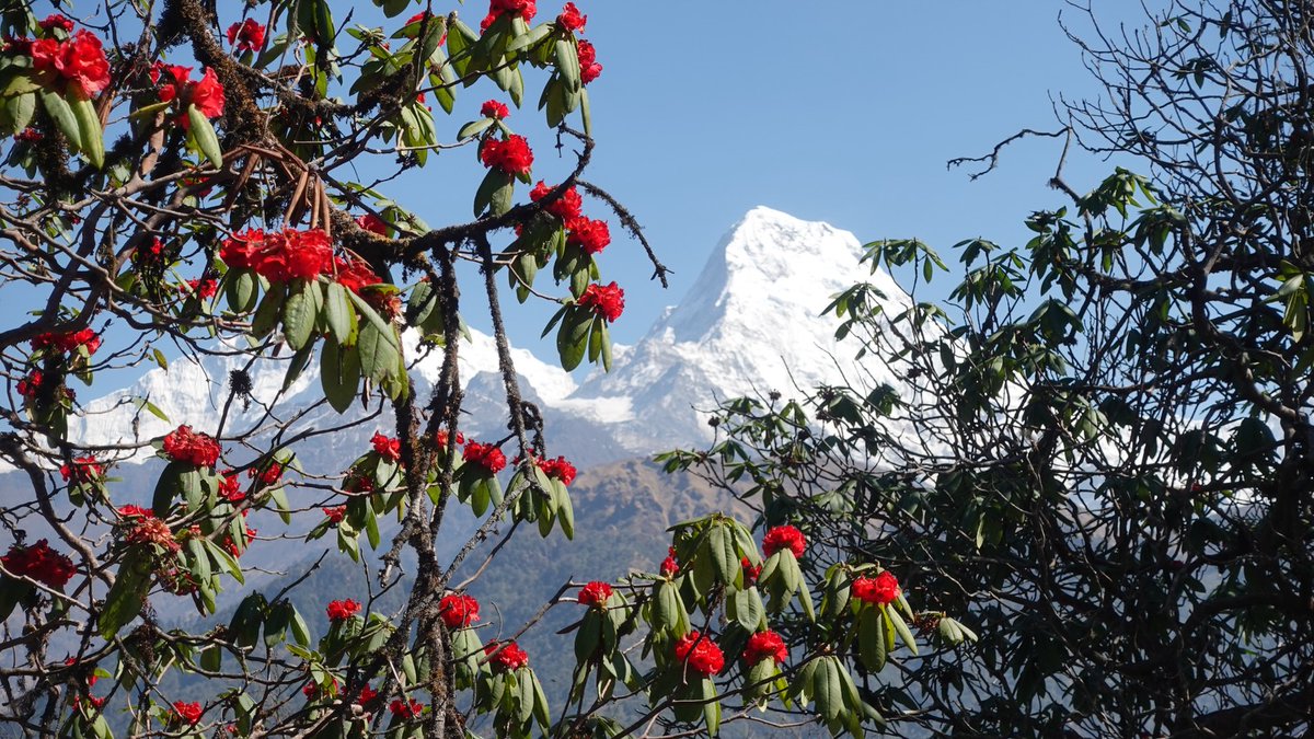 cookup's tweet photo. Ghorepani, Nepal là ngôi làng mình yêu nhất hành trình. Từ Peace &amp; Excellent View Lodge, ngắm Dhaulagiri cao 8. 167m ẩn hiện trong mây qua ô cửa bếp ấm cúng, đẹp đến nức lòng. https://t.co/3xXGnlJxAN
