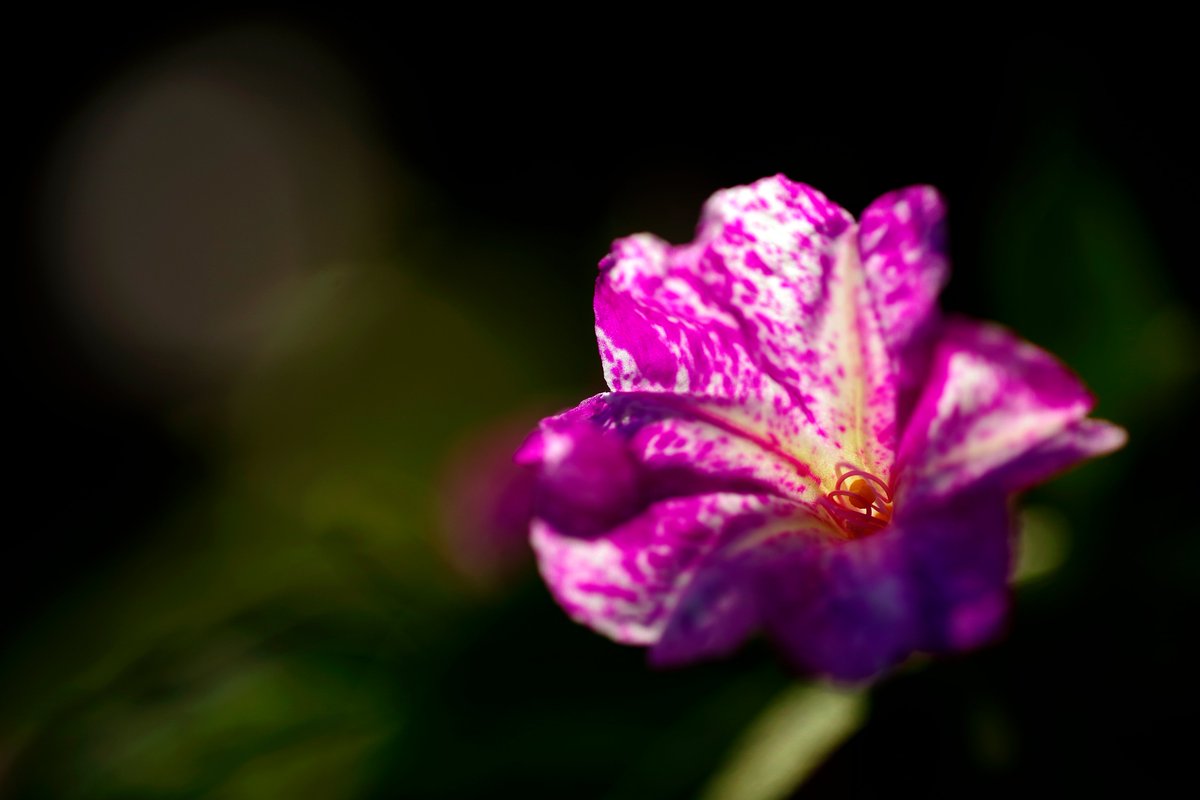 toshiyuki555's tweet photo. 夕刻
At Dusk
#Flickr > https://t.co/LNUDz5ba2v

#PENTAX K-1 Mark II
#RICOH HD PENTAX-DFA MACRO 1:2.8 100mm ED AW

#PHOTO #DP261022
#花 #花の写真 #花マクロ
#オシロイバナ https://t.co/5wqpu8BH3w