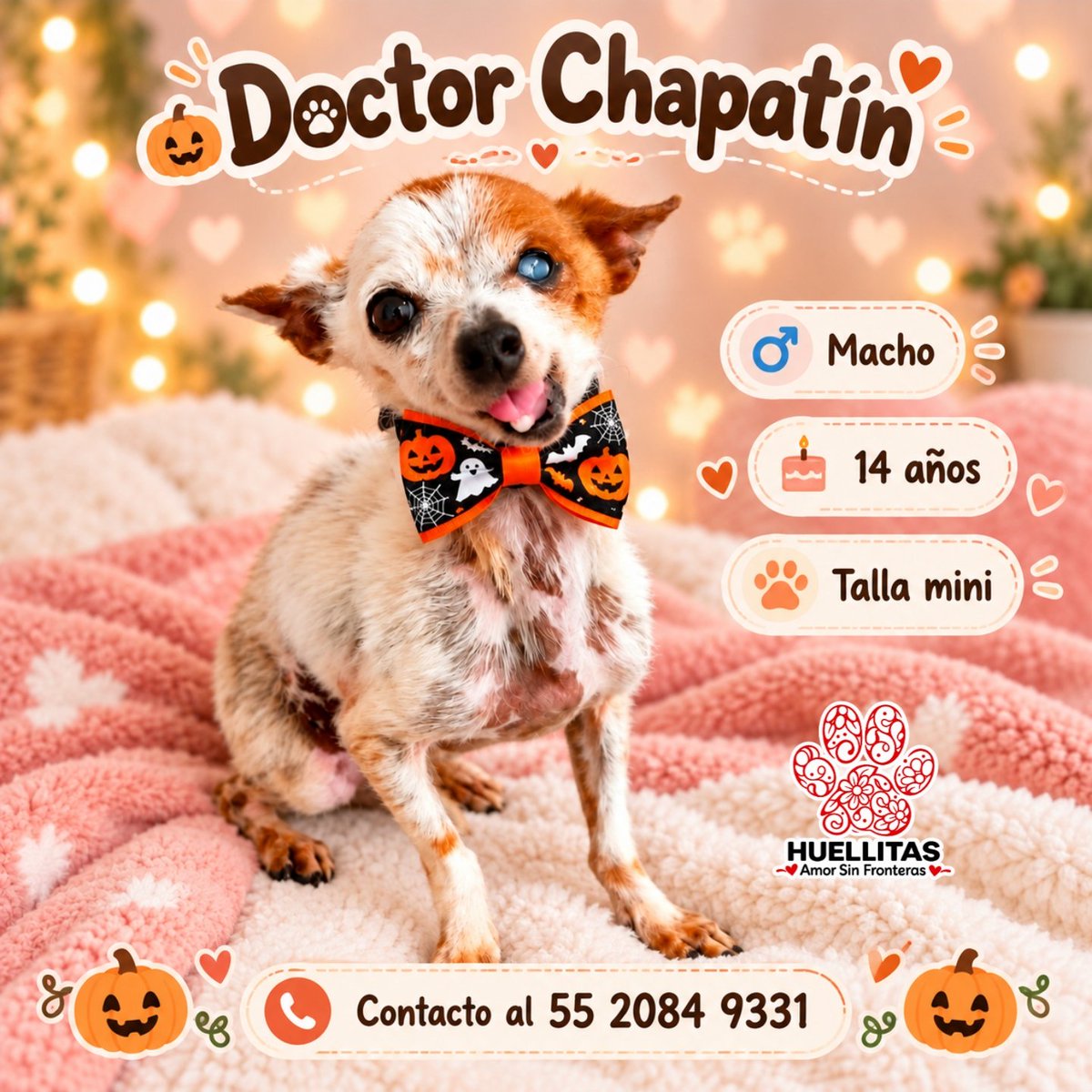 HASF_AnaSDiaz's tweet photo. 💔🐾 A sus 14 añitos, el Dr. Chapatín ya ha sufrido demasiado… ¿Será que alguien puede regalarle un final diferente? 🥺❤️

Familia hermosa, entre las actualizaciones que tenemos pendientes está la de nuestro pequeño Dr. Chapatín, quien llegó a nosotros hace un par de semanas con su mandíbula fracturada. 💔

Desafortunadamente, es una fractura muy antigua. Cuando lo sedaron para tomarle sus radiografías, estuvimos a punto de perderlo. 😭 Tras valorarlo, se decidió que puede vivir con su mandíbula así, pues come, bebe agua y es un abuelito muy activo. ❤️

Actualmente estamos tratando una dermatitis que no es contagiosa.

🙏 Pero hay algo que ninguna medicina puede darle: una familia.

Chapatín tiene 14 años, es talla mini y ha conocido demasiado sufrimiento. Es tan pequeñito y viejito que la vida en un refugio no es lo que necesita.

🥹 No queremos que pase los últimos años de su vida esperando detrás de una puerta. Queremos que conozca lo que es dormir tranquilo, sentirse protegido y ser amado todos los días.

❤️‍🩹 No le pedimos a nadie que le regale muchos años de vida… solo que llene de amor los que le queden.

🏡 ¡BUSCAMOS ADOPCIÓN URGENTE PARA CHAPATÍN!

📲 55 2084 9331

🐾 Huellitas Amor Sin Fronteras

🙏 Ayúdanos compartiendo. Quizá entre tus amigos esté ese corazón que nuestro viejito lleva 14 años esperando. ❤️