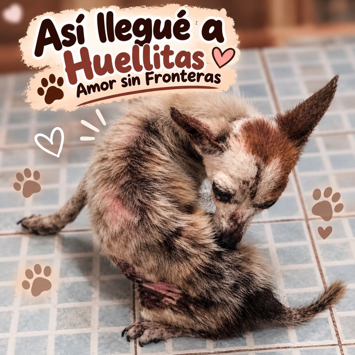 HASF_AnaSDiaz's tweet photo. 💔🐾 A sus 14 añitos, el Dr. Chapatín ya ha sufrido demasiado… ¿Será que alguien puede regalarle un final diferente? 🥺❤️

Familia hermosa, entre las actualizaciones que tenemos pendientes está la de nuestro pequeño Dr. Chapatín, quien llegó a nosotros hace un par de semanas con su mandíbula fracturada. 💔

Desafortunadamente, es una fractura muy antigua. Cuando lo sedaron para tomarle sus radiografías, estuvimos a punto de perderlo. 😭 Tras valorarlo, se decidió que puede vivir con su mandíbula así, pues come, bebe agua y es un abuelito muy activo. ❤️

Actualmente estamos tratando una dermatitis que no es contagiosa.

🙏 Pero hay algo que ninguna medicina puede darle: una familia.

Chapatín tiene 14 años, es talla mini y ha conocido demasiado sufrimiento. Es tan pequeñito y viejito que la vida en un refugio no es lo que necesita.

🥹 No queremos que pase los últimos años de su vida esperando detrás de una puerta. Queremos que conozca lo que es dormir tranquilo, sentirse protegido y ser amado todos los días.

❤️‍🩹 No le pedimos a nadie que le regale muchos años de vida… solo que llene de amor los que le queden.

🏡 ¡BUSCAMOS ADOPCIÓN URGENTE PARA CHAPATÍN!

📲 55 2084 9331

🐾 Huellitas Amor Sin Fronteras

🙏 Ayúdanos compartiendo. Quizá entre tus amigos esté ese corazón que nuestro viejito lleva 14 años esperando. ❤️