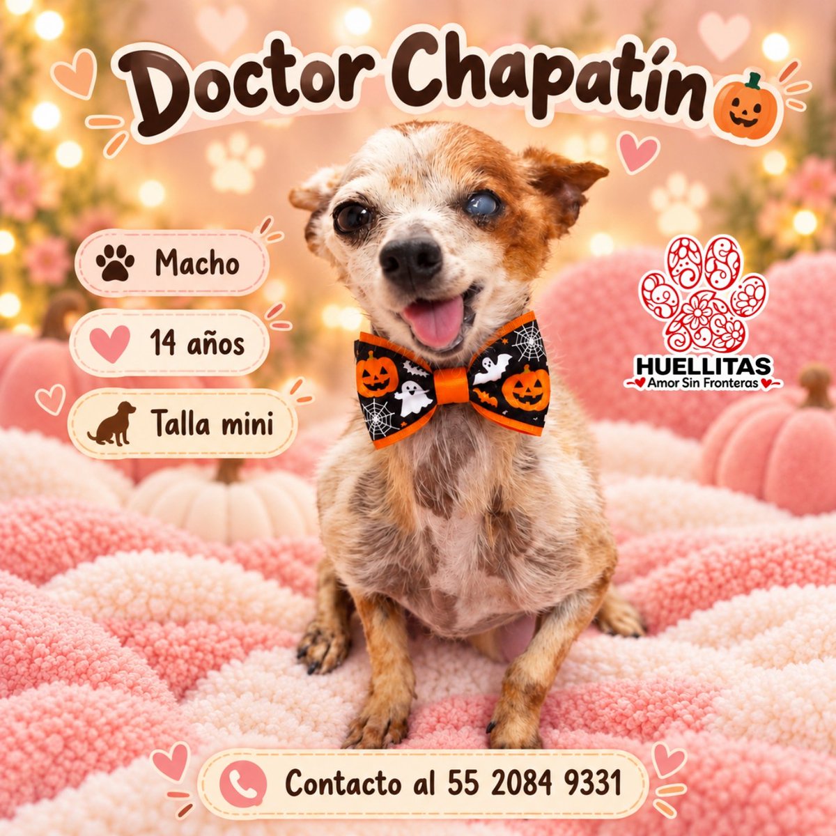 HASF_AnaSDiaz's tweet photo. 💔🐾 A sus 14 añitos, el Dr. Chapatín ya ha sufrido demasiado… ¿Será que alguien puede regalarle un final diferente? 🥺❤️

Familia hermosa, entre las actualizaciones que tenemos pendientes está la de nuestro pequeño Dr. Chapatín, quien llegó a nosotros hace un par de semanas con su mandíbula fracturada. 💔

Desafortunadamente, es una fractura muy antigua. Cuando lo sedaron para tomarle sus radiografías, estuvimos a punto de perderlo. 😭 Tras valorarlo, se decidió que puede vivir con su mandíbula así, pues come, bebe agua y es un abuelito muy activo. ❤️

Actualmente estamos tratando una dermatitis que no es contagiosa.

🙏 Pero hay algo que ninguna medicina puede darle: una familia.

Chapatín tiene 14 años, es talla mini y ha conocido demasiado sufrimiento. Es tan pequeñito y viejito que la vida en un refugio no es lo que necesita.

🥹 No queremos que pase los últimos años de su vida esperando detrás de una puerta. Queremos que conozca lo que es dormir tranquilo, sentirse protegido y ser amado todos los días.

❤️‍🩹 No le pedimos a nadie que le regale muchos años de vida… solo que llene de amor los que le queden.

🏡 ¡BUSCAMOS ADOPCIÓN URGENTE PARA CHAPATÍN!

📲 55 2084 9331

🐾 Huellitas Amor Sin Fronteras

🙏 Ayúdanos compartiendo. Quizá entre tus amigos esté ese corazón que nuestro viejito lleva 14 años esperando. ❤️