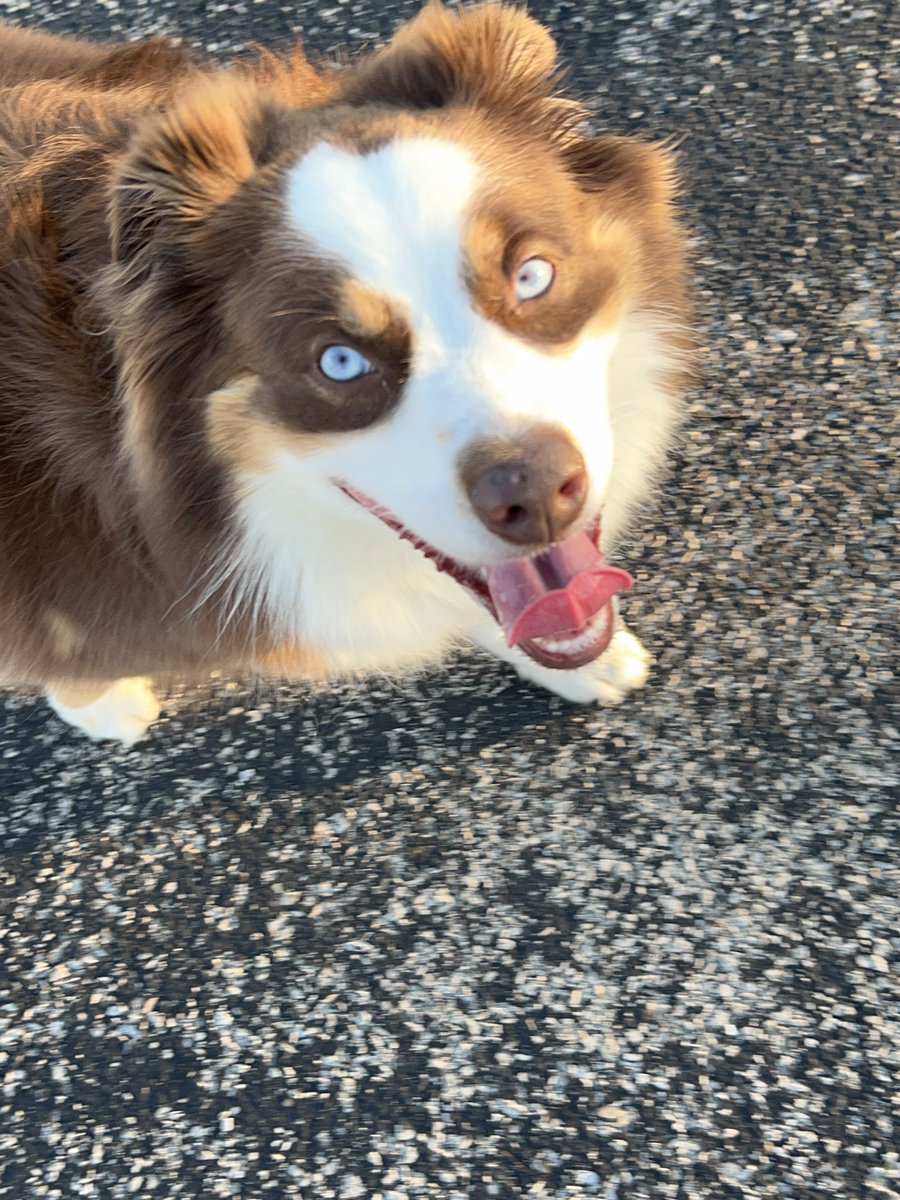 albers75's tweet photo. Know what? Mom said since I post more on here than her, I could put my name first! It’s still us and mom will still chime in (🙄😂) but I get to be first! 

It’s also Make a Dog’s Day for #PostAFavPic4VioletOct26 and mom sure made my day! ♥️ https://t.co/6oRu3fJcbl