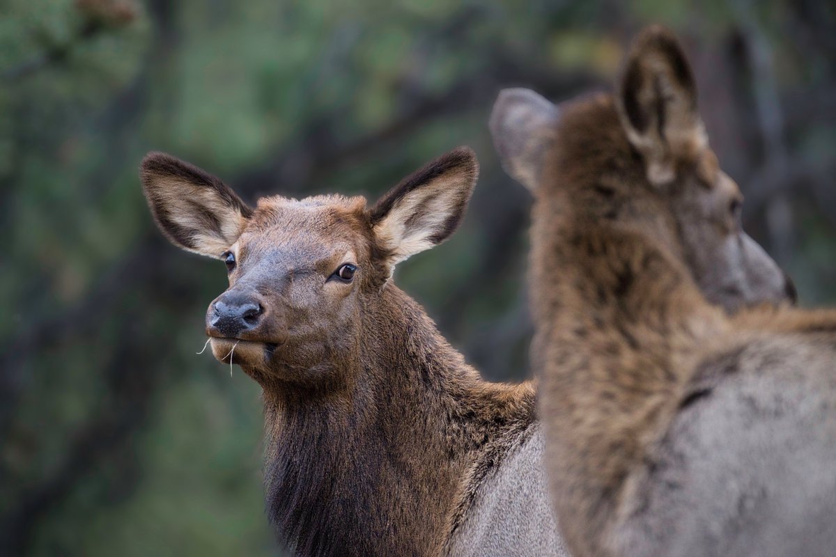 ShiftParadigm's tweet photo. ...elk #photography #wildlife #rmnp https://t.co/4wjdga8w8p