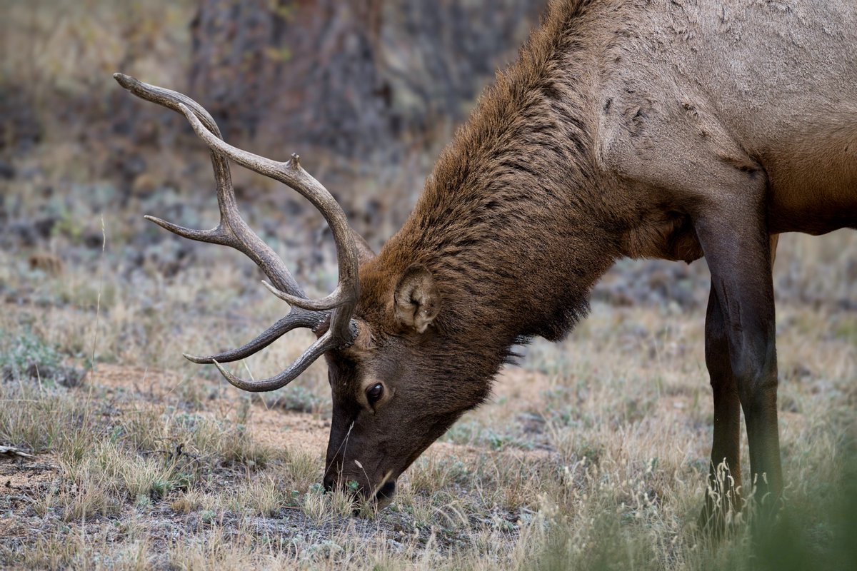 ShiftParadigm's tweet photo. ...elk #photography #wildlife #rmnp https://t.co/4wjdga8w8p