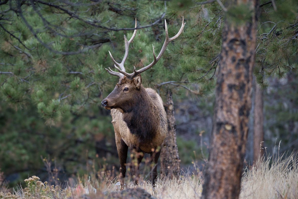 ShiftParadigm's tweet photo. ...elk #photography #wildlife #rmnp https://t.co/4wjdga8w8p