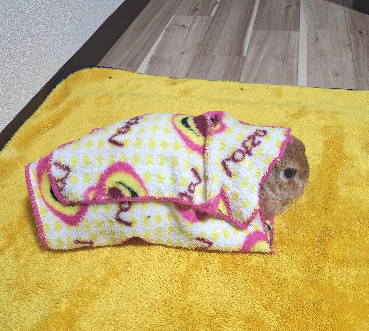 Rin3182016's tweet photo. 寒いとミノムシになります😆 https://t.co/vVCyj8d4fK