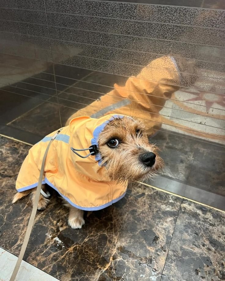 wywrdhrs's tweet photo. Went walking with Hakaw but I thought it would rain. https://t.co/mc4edEfLYz