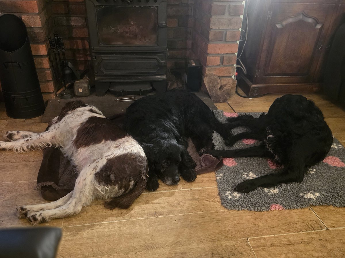 SpringerSaint's tweet photo. @Albertspanner @Oscar_Spaniel @island_pals @Bestestgundog @janets34 @LabradorPeggy Sleep well pals, hope the weather doesn't get too rough xx https://t.co/fl0a93f8PF