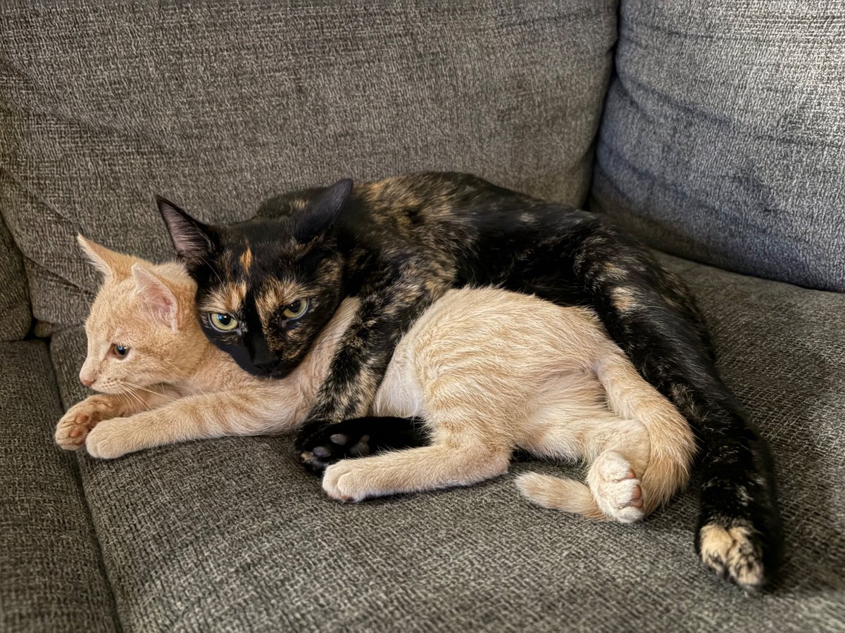 deneikaikii's tweet photo. my cat really likes the new kitten https://t.co/knQvy90f4z