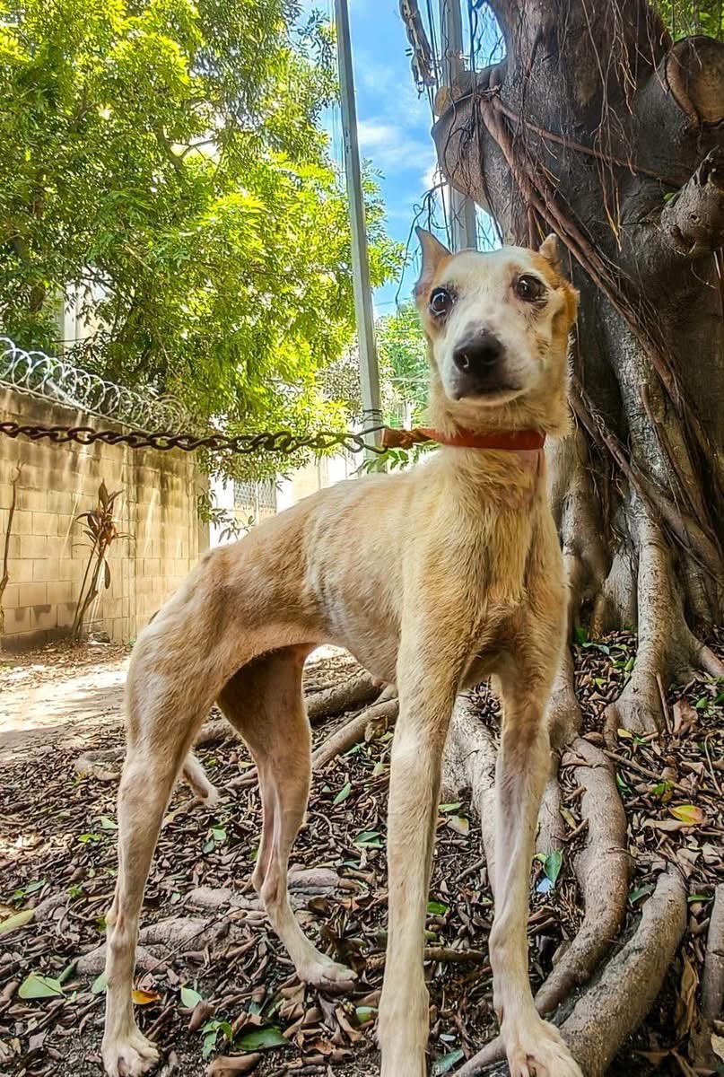 SivarNewsSV's tweet photo. 🔴 RESCATAN A PERRITA QUE VIVÍA EN CONDICIONES INADECUADAS EN ZACAMIL

🐶 La Alcaldía de San Salvador Centro atendió una denuncia por maltrato animal en el edificio 90 de la colonia Zacamil, en Mejicanos.

🩺 Personal de la Unidad de Bienestar Animal rescató a la perrita y la trasladó para recibir atención veterinaria y los cuidados necesarios para recuperarse.