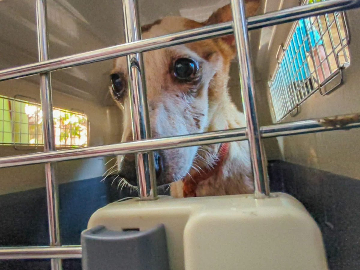 SivarNewsSV's tweet photo. 🔴 RESCATAN A PERRITA QUE VIVÍA EN CONDICIONES INADECUADAS EN ZACAMIL

🐶 La Alcaldía de San Salvador Centro atendió una denuncia por maltrato animal en el edificio 90 de la colonia Zacamil, en Mejicanos.

🩺 Personal de la Unidad de Bienestar Animal rescató a la perrita y la trasladó para recibir atención veterinaria y los cuidados necesarios para recuperarse.