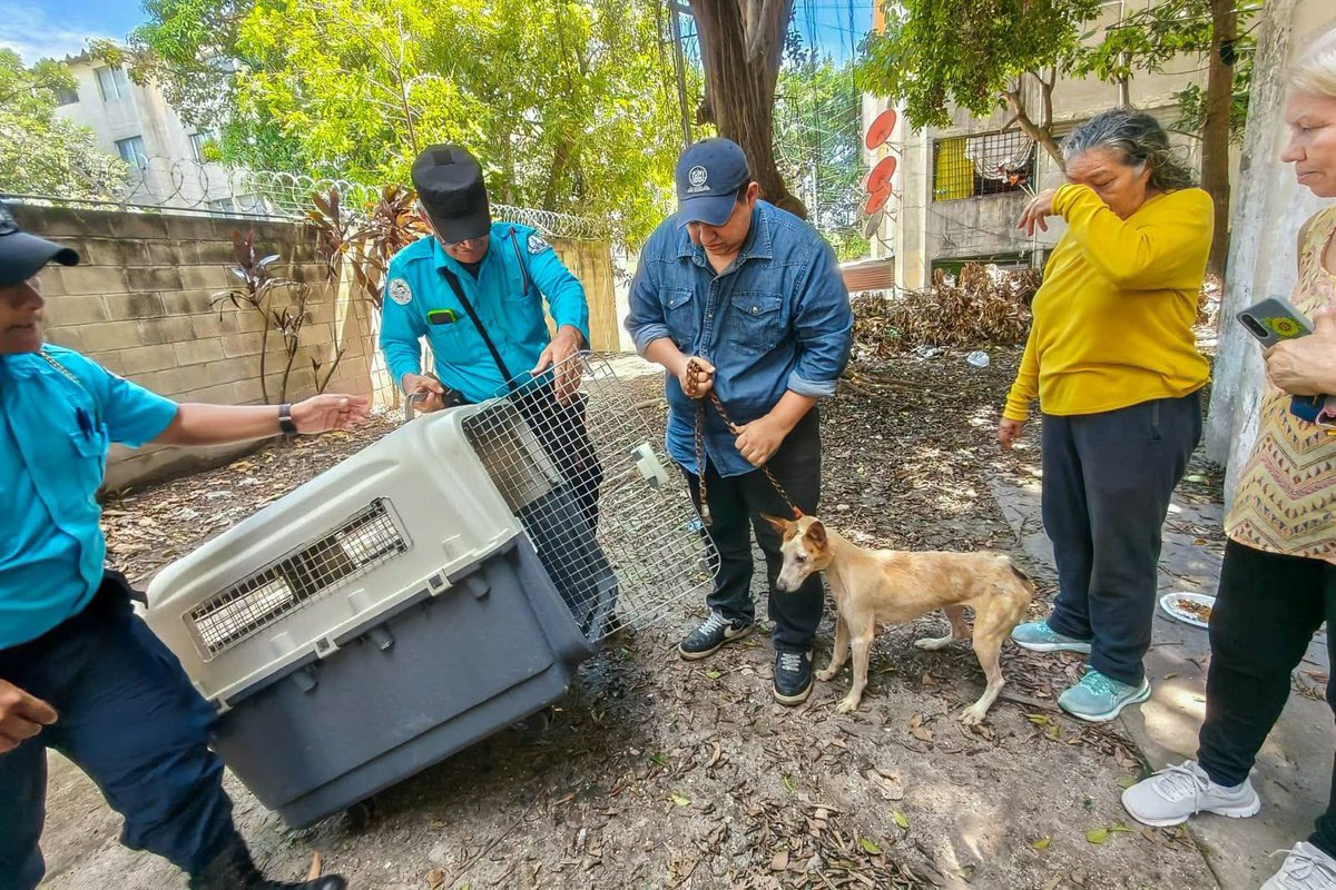 SivarNewsSV's tweet photo. 🔴 RESCATAN A PERRITA QUE VIVÍA EN CONDICIONES INADECUADAS EN ZACAMIL

🐶 La Alcaldía de San Salvador Centro atendió una denuncia por maltrato animal en el edificio 90 de la colonia Zacamil, en Mejicanos.

🩺 Personal de la Unidad de Bienestar Animal rescató a la perrita y la trasladó para recibir atención veterinaria y los cuidados necesarios para recuperarse.