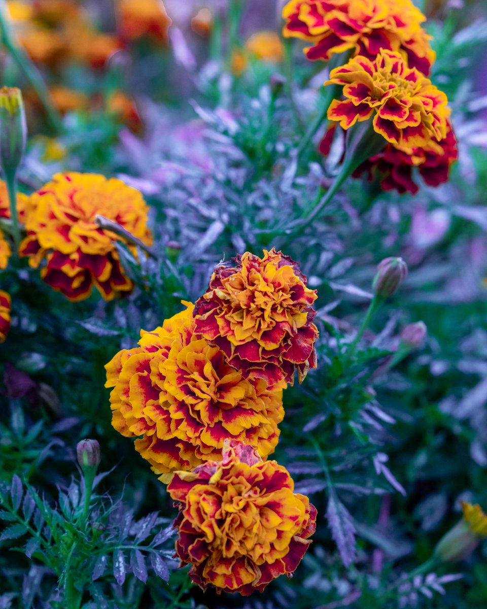ameriultrabloom's tweet photo. Daily Flower Counter: 203 https://t.co/SAN2qrgxaH