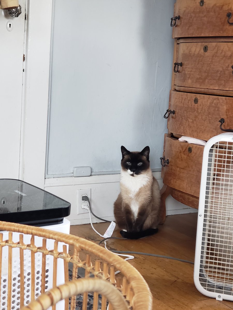 eeeeow's tweet photo. Learn to sit back, not everything needs a meow https://t.co/9h5HBaP1oX