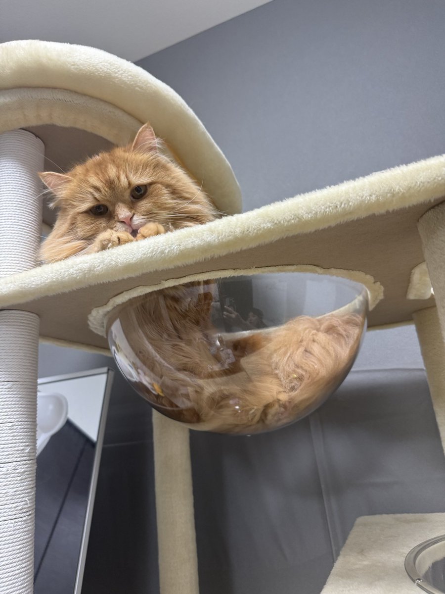chanchannana7's tweet photo. 今日も今日とて愛しい
#猫のいる暮らし #猫好きな人と繋がりたい https://t.co/hIHGv7x1E6