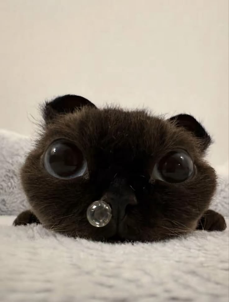 cutedreamvibes's tweet photo. cute black cat https://t.co/7ZiSDboJ33