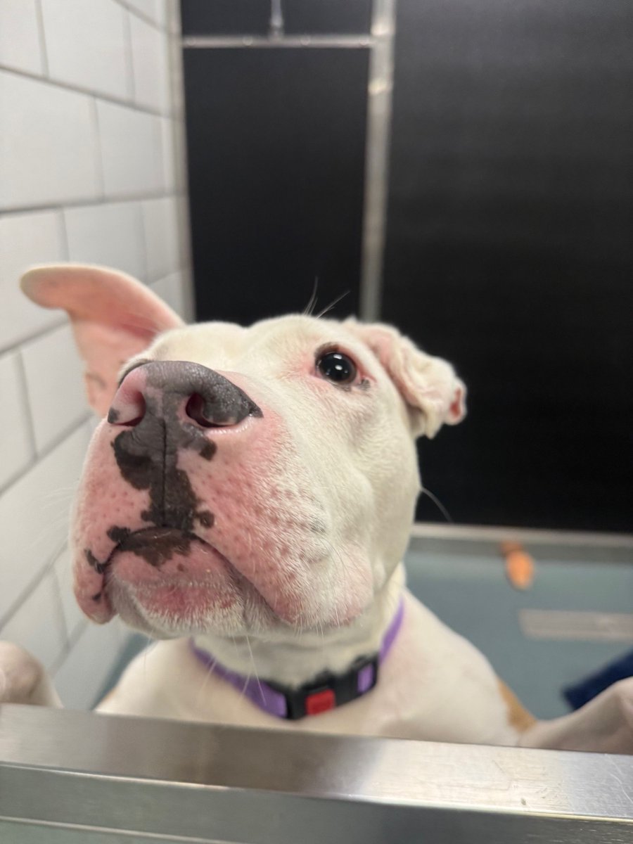 YourSPCA's tweet photo. Meet Tilly, this week's @WBEN Newshound! This girl is pure sweetness! She is a total social butterfly who loves getting attention from EVERYONE she meets. Tilly is treat-motivated and already knows how to sit! What more could you ask for? Learn more at 8:52 tomorrow morning! https://t.co/HmuUgSGGyR