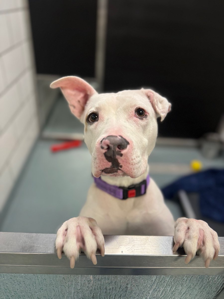 YourSPCA's tweet photo. Meet Tilly, this week's @WBEN Newshound! This girl is pure sweetness! She is a total social butterfly who loves getting attention from EVERYONE she meets. Tilly is treat-motivated and already knows how to sit! What more could you ask for? Learn more at 8:52 tomorrow morning! https://t.co/HmuUgSGGyR