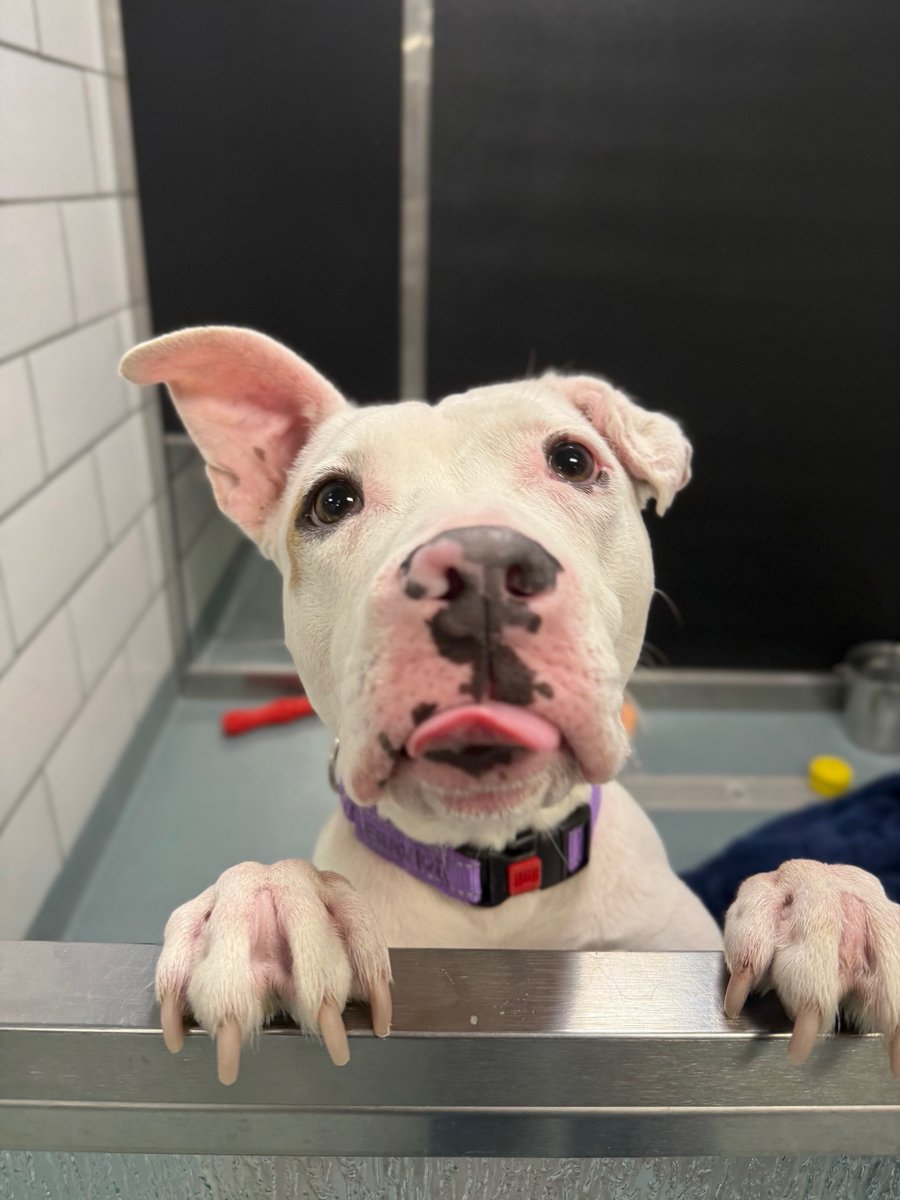 YourSPCA's tweet photo. Meet Tilly, this week's @WBEN Newshound! This girl is pure sweetness! She is a total social butterfly who loves getting attention from EVERYONE she meets. Tilly is treat-motivated and already knows how to sit! What more could you ask for? Learn more at 8:52 tomorrow morning! https://t.co/HmuUgSGGyR