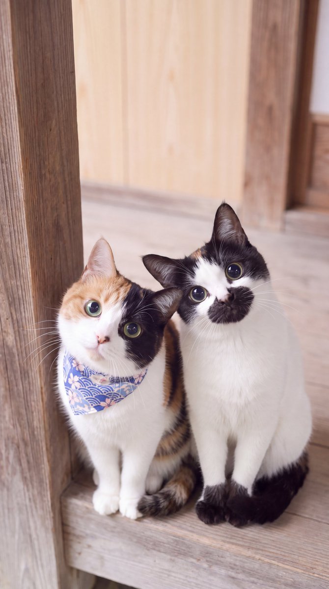 wa_cats's tweet photo. 「今日も仕事なのか？」の眼差しの２匹 https://t.co/irVisJjtW6
