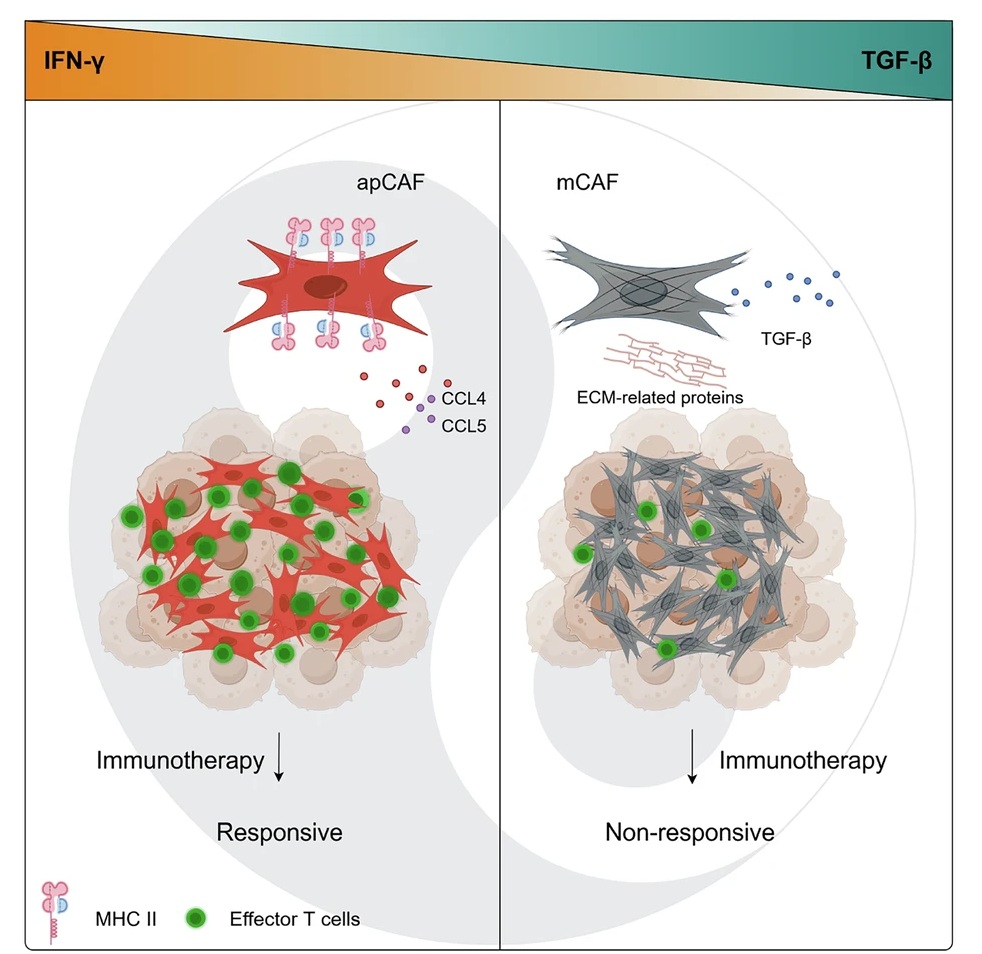 ExtracellMatrix's tweet photo. 🚨 New in @sigtrans_sttt: Scientists identify conserved immunomodulatory cancer-associated fibroblast (#CAF) subtypes across cancers, reveal distinct cytokine-associated CAF programs, and support stromal reprogramming as a promising strategy to enhance #immunotherapy efficacy. 

🔓 #OpenAccess | https://t.co/8nlfdehwuF