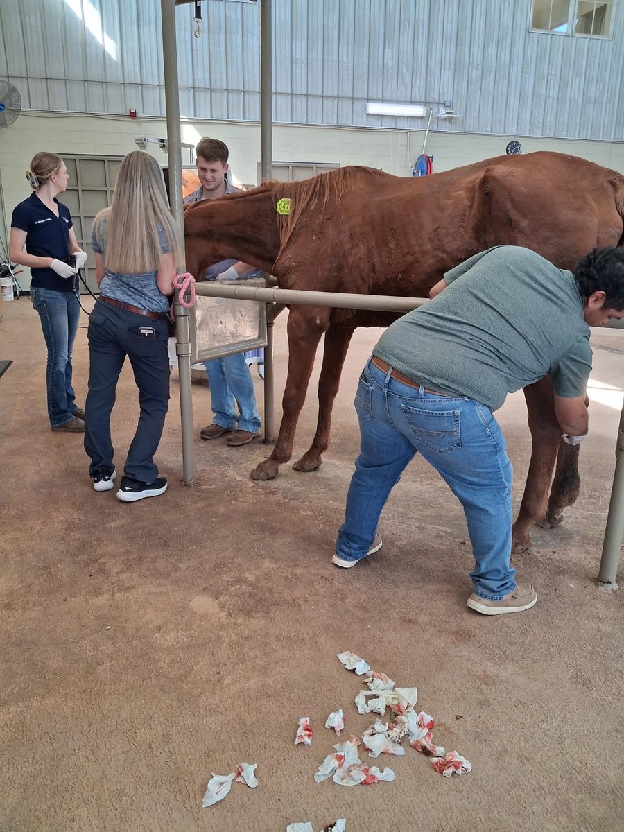 RACEFund's tweet photo. 😢💔😢💔😢💔😢💔 🌈🌈🌈
Update! Run free sweet girl ! 
We picked Mercy up from the Lot today and she was having trouble breathing. She was taken to the Vet Clinic for diagnostic tests, bloodwork, ultrasound, scope, Xrays. This poor mare had such a horrific sinus infection that it went in to the bone. The vet flushed her sinuses and the pus and matter was  so  horrendous and still could not remove it all. Her nasal passages were narrowed. The vet said they have never seen one this bad. 

Mercy's left hind hock injury also had infection in the bone. Mercy was at least 200 lbs underweight as she only weighed 900 lbs. We believe she was in her mid twenties.     The vet felt with her age and the severe and long term infection that she would not be able to overcome it. We made the decision to let Mercy cross over the Rainbow Bridge this evening.  🌈 No one can hurt her anymore. Her life mattered. 

We don't have the total amount of her Vet bill but it will be quite large so we are going to keep our PayPal Donation link up for anyone that would like to help us with those costs. Our initial fundraiser for Mercy raised $1270 but we still need to raise the remaining $1430 to help toward her veterinary costs.    

Thank you to everyone who shared, cared and donated so far to help us help Mercy. We only wish it could have been a different outcome.  Thank you so much to S Shain for doing the transport to the vet clinic and being with Mercy until the end. ❤️

This mare died due to severe neglect and abuse over the years. Mercy has been suffering for a long time. Surely God will deal with those that do this to animals.   

https://t.co/Yi2dJr78yW