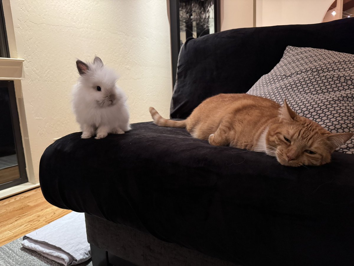 IzuYuta's tweet photo. 🐇「ごろごろするだけで役立たずなイキモノの存在意義とは一体…？」 https://t.co/VbPbAD2NoM