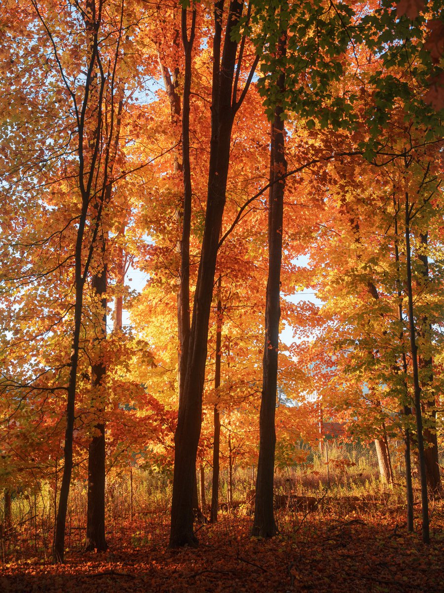 _thecolorfulkid's tweet photo. Photos I took this morning https://t.co/RKmoNHyK6j