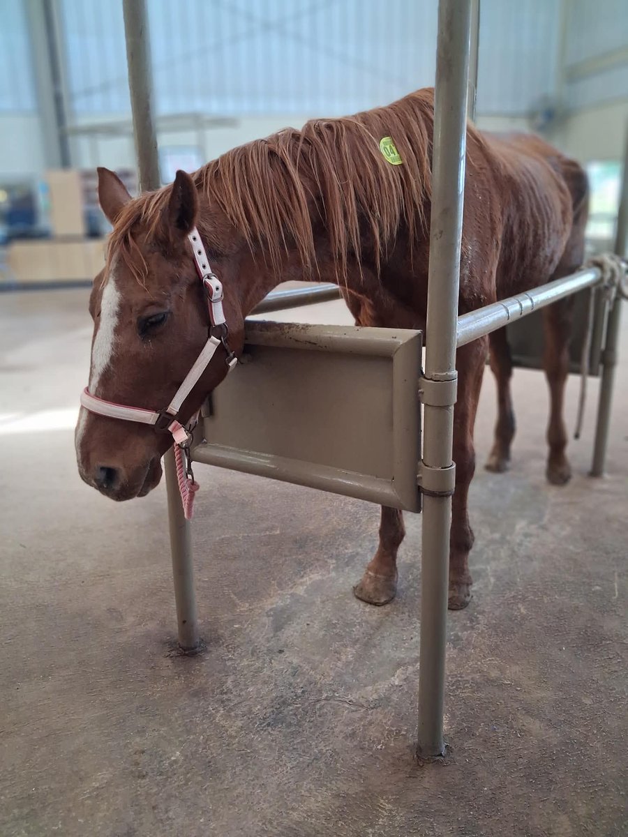 RACEFund's tweet photo. 😢💔😢💔😢💔😢💔 🌈🌈🌈
Update! Run free sweet girl ! 
We picked Mercy up from the Lot today and she was having trouble breathing. She was taken to the Vet Clinic for diagnostic tests, bloodwork, ultrasound, scope, Xrays. This poor mare had such a horrific sinus infection that it went in to the bone. The vet flushed her sinuses and the pus and matter was  so  horrendous and still could not remove it all. Her nasal passages were narrowed. The vet said they have never seen one this bad. 

Mercy's left hind hock injury also had infection in the bone. Mercy was at least 200 lbs underweight as she only weighed 900 lbs. We believe she was in her mid twenties.     The vet felt with her age and the severe and long term infection that she would not be able to overcome it. We made the decision to let Mercy cross over the Rainbow Bridge this evening.  🌈 No one can hurt her anymore. Her life mattered. 

We don't have the total amount of her Vet bill but it will be quite large so we are going to keep our PayPal Donation link up for anyone that would like to help us with those costs. Our initial fundraiser for Mercy raised $1270 but we still need to raise the remaining $1430 to help toward her veterinary costs.    

Thank you to everyone who shared, cared and donated so far to help us help Mercy. We only wish it could have been a different outcome.  Thank you so much to S Shain for doing the transport to the vet clinic and being with Mercy until the end. ❤️

This mare died due to severe neglect and abuse over the years. Mercy has been suffering for a long time. Surely God will deal with those that do this to animals.   

https://t.co/Yi2dJr78yW