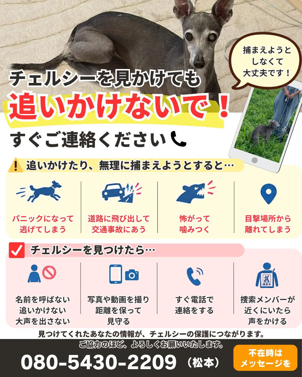 auooiio's tweet photo. 【迷子犬チェルシー　10/23(金)捜索中】
一部で保護されたという噂があるようですが、まだ見つかっておらず、鋭意捜索中です。

もし見つけたら、決して捕まえようとしないで以下に電話、不在の場合はショートメッセージ下さい。
☎️080-5430-2209 松本
#迷子犬 #迷い犬 #武蔵新城 #武蔵中原 #拡散希望 https://t.co/buJeokZzdh