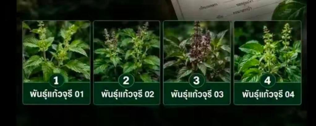 paichewee65779's tweet photo. เอากะเพรา 4  สายพันธุ์ไปขาย จำหน่าย  อาจถูกจำคุกไม่เกิน 2 ปี ปรับ ไม่เกิน 400,000 บาท

นักการเมืองเทา + ข้าราชการเทา + นายทุนที่ขาดธรรมาภิบาล + ทุนเทาต่างชาติ = หนักแล้วประเทศไทย https://t.co/Yl08rBTRVv