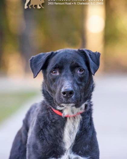 AlanabNStaffdD3's tweet photo. Rayven’s adoption fee is sponsored in memory of Andrew and Cayden Turczany. This sweet, playful girl needs a home as the only dog or with separate feeding. Great on leash, in cars, and with cuddles. Meet her at Charleston Animal Society. https://t.co/tbvu77DNe8