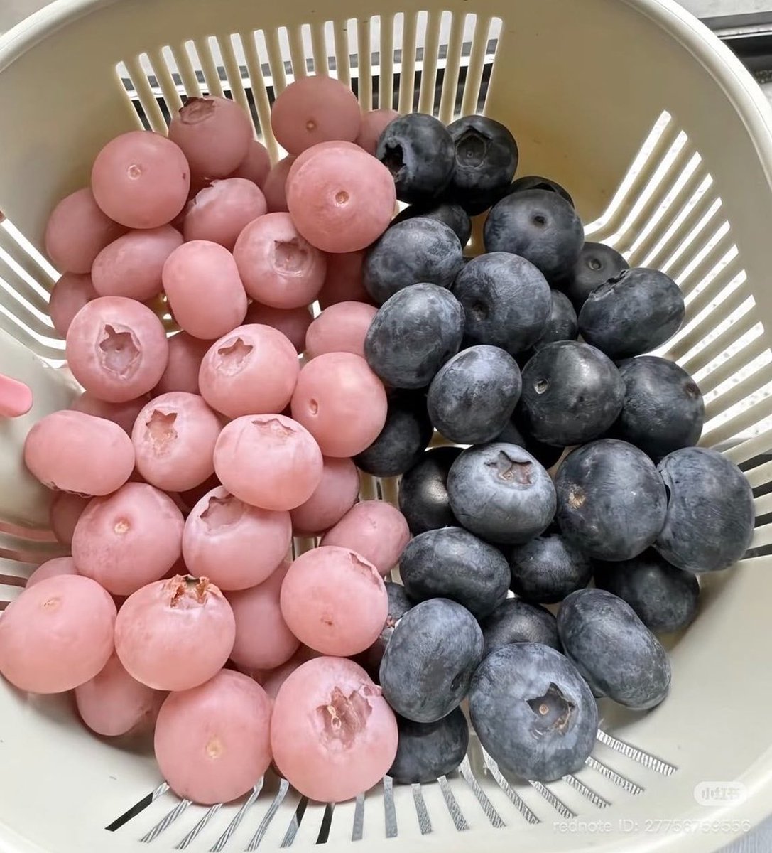 calmlivng's tweet photo. pinkberry or blueberry https://t.co/iSJvMHdkUw