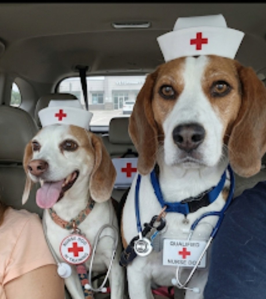 WeeklyBeagle's tweet photo. So, here I am again. Recovering from yet another surgery. Yep, for those that are counting, that make 3 this calendar year. The joys of aging folks. Don't worry, my beagle nurses are on duty. (Seriously though, I just really want this year to be done.) https://t.co/dVVULZ5o6H