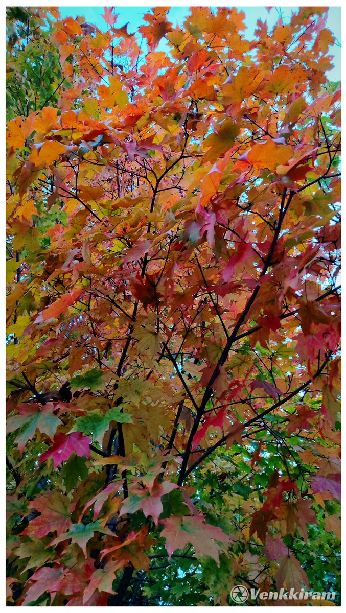 venkkiram's tweet photo. வண்ணம் மாறும் இலைகளில்
வழியும் காலத்தின் அழியா அழகு! 🍁✨
#venkkiclicks #AutumnColors #FallFoliage #MapleLeaves #ColorsOfAutumn #Autumn2026 #NaturePhotography #FallVibes #venkkiviews https://t.co/gutTPzDaNK