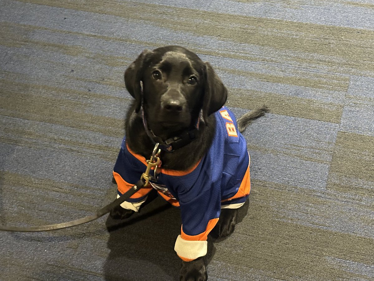 SWhyno's tweet photo. ISLANDERS NEW TEAM DOG, BAILEY. 

Highlight of day https://t.co/fKaduReLiz