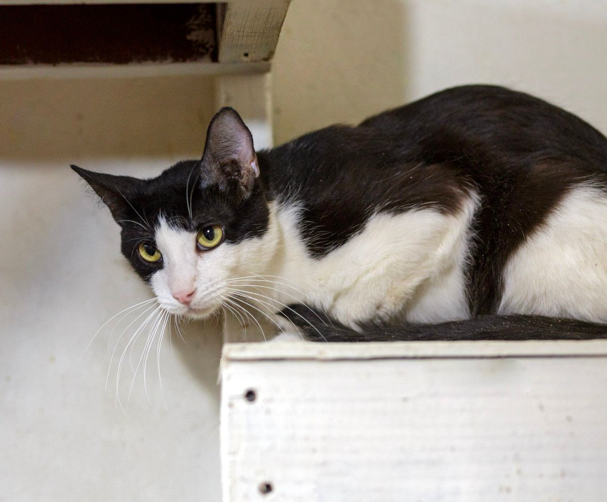 WishesRescue's tweet photo. Dopey is a 2yo tuxedo and FeLV+, which means he needs an indoor home, ideally solo or with other FeLV+ cats. Maybe his kennel mate, Rhett? He’s been waiting 144 days, and he is so worth it! 🖤 
#Tucson #AdoptDontShop #WhiskersNWishes https://t.co/JHozS5gAeb