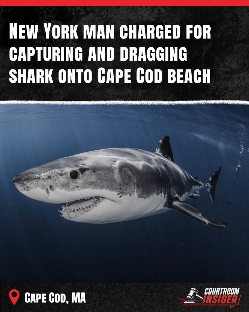 courtroominside's tweet photo. Christopher Stefanou was arraigned in Barnstable Superior Court Wednesday on charges of animal cruelty to shark, fishing for shark, mechanical deployment of bait, attempt to capture a shark, and possession of protected species shark.

https://t.co/cGevq719jZ https://t.co/TqpjbZZRNZ