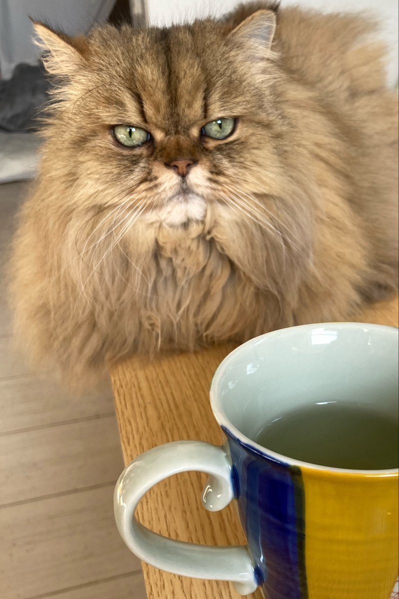 spes3529muse's tweet photo. フリータイムです🐈 https://t.co/o69liM2cZE