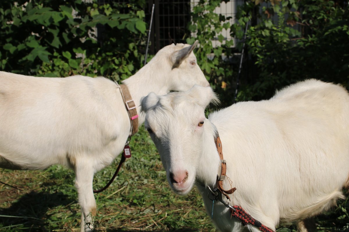 degengamblah's tweet photo. I just straight up think these goats are super chill &amp; cool. People can go see them be super cool &amp; chill &amp; do their thing. I dont care if kimchi is the goat. I got 2 goats of my own https://t.co/qQDaiU22hh
