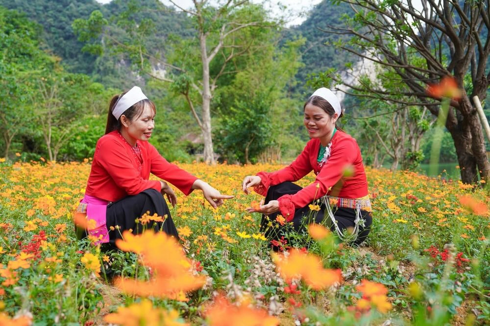 FranchuDaughwJZ's tweet photo. Con đường hoa sao nhái rực rỡ dưới nắng vàng tại Thung Ui, một góc bình yên giữa thiên nhiên xanh mướt. Chỉ cần giơ máy lên là có ngay những khung hình thơ mộng. Bạn đã check-in chư https://t.co/CH53277tfW